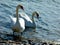 A pair of mute swans waddles to shore