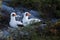 Pair of Nazca Boobies in the morning sun