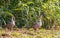 Pair of Nene geese birds on Kauai Island