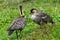 A pair of Nene gooses  also known Hawaiian Goose Branta sandvicensis