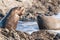 A pair of New Zealand fur seals