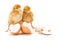 Pair of newborn brown chickens along broken egg shells