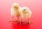 Pair of newborn yellow chickens on red background