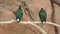 A pair of nicobar pigeons dove Caloenas nicobarica perched on a tree branch, calmly looks around the environment allowing a vi