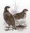 Pair of northern bobwhite or virginia quail, colinus virginianus standing on a grassland