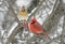 Pair of Northern Cardinals