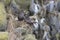 A pair of Northern fulmar sitting near a nest on the slope of a