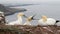 A pair of Northern Gannets Morus bassanus in courtship on a rock