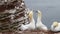 A pair of Northern Gannets Morus bassanus in courtship on a rock