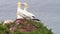 A pair of Northern Gannets Morus bassanus in courtship on a rock