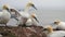 A pair of Northern Gannets Morus bassanus in courtship on a rock