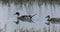Pair of Northern Pintail, Anas acuta, swimming 4K
