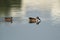 A pair of Northern Shoveler