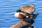 A pair of Northern Shovelers Anas clypeata resting on a log