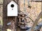 Pair of nuthatches in near old handmade bird house
