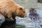 Pair of nutrias (Myocastor coypus aka beaver rats) sitting and swimming in water