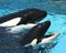 A Pair of Oceanarium Killer Whales