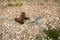 Pair of old boots and dirty socks on stony ground