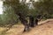 Pair of old olive trees with bizarre shaped trunks, Zakynthos, Greece