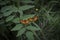 pair of orange boloria euphrosyne resting on some