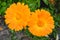 Pair of orange daisies