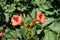 Pair of orange flowers of Campsis radicans