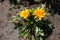 Pair of orange flowers of Gazania rigens