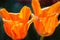 A pair of orange tulips open and blooming on a spring day