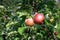 A pair of organic apples growing