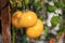 Pair of organic yellow tomatoes