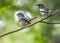 A Pair of Oriental Magpie resting