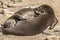 A pair of Oriental Short-Clawed Otters cuddling