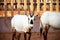 A pair of Oryx standing in a desert farm, in Oman desert.