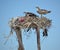 Pair of Osprey in the nest in Guerro Negro in Baja California del Sur, Mexico