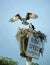 Pair of Osprey nesting on Channel Marker