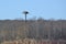 Pair of Ospreys (Pandion haliaetus) on nest platform at Tiny Marsh