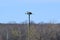 Pair of Ospreys (Pandion haliaetus) on nest platform at Tiny Marsh