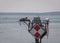 Pair of ospreys perched in their nest atop a lighthouse beacon situated off the coast of Cape Cod