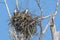 Pair Of Ospreys Up In A Nest