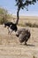 Pair of Ostriches displaying mating ritual
