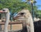 Pair of Ostriches with Feathers Standing Straight Up