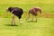 Pair of ostriches feeding at Kenyan grassland