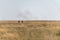 Pair of Ostriches in the grassland of Nata Birds sanctuary in botswana in africa