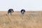 Pair of Ostriches in the grassland of Nata Birds sanctuary in botswana in africa