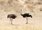 Pair of ostriches in the Kgalagadi Park in South Africa