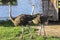 Pair of ostriches stand on farm