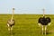 A pair of Ostriches standing close to each other with necks crossed in green grassland