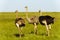 A pair of Ostriches standing close to each other with necks crossed in green grassland