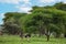 A pair of Ostriches standing close to each other with necks crossed in green grassland