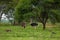 A pair of Ostriches standing close to each other with necks crossed in green grassland and trees